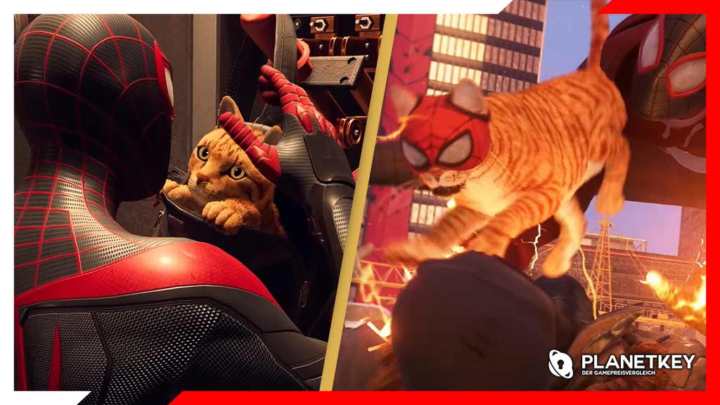 Spider-Cat entwickelt sich bereits zum wahren Helden von Spider-Man: Miles Morales